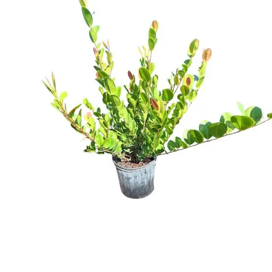 Coco Plum (કોકો પ્લમ)
